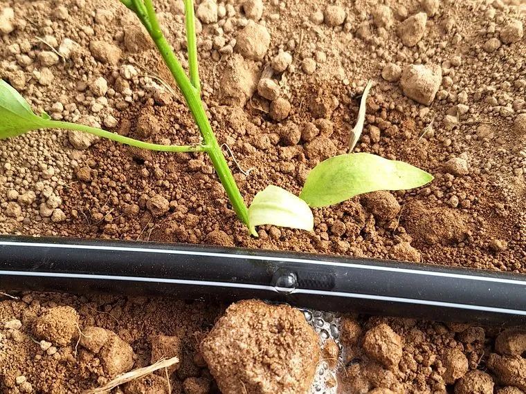 Gotero en riego localizado junto a una planta joven